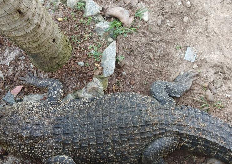 Malacca Crocodile Park (Taman Buaya & Rekreasi Melaka)